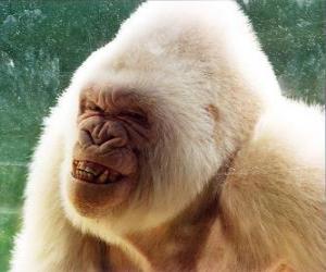 пазл Снежинки, только белых горилл в мире, что известно